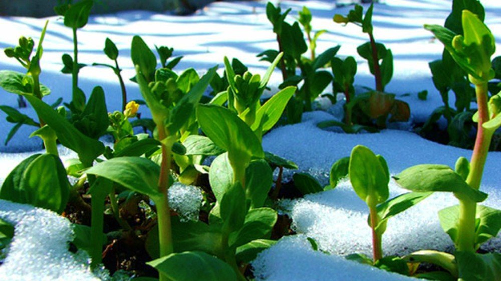 Guide to Winter Gardening