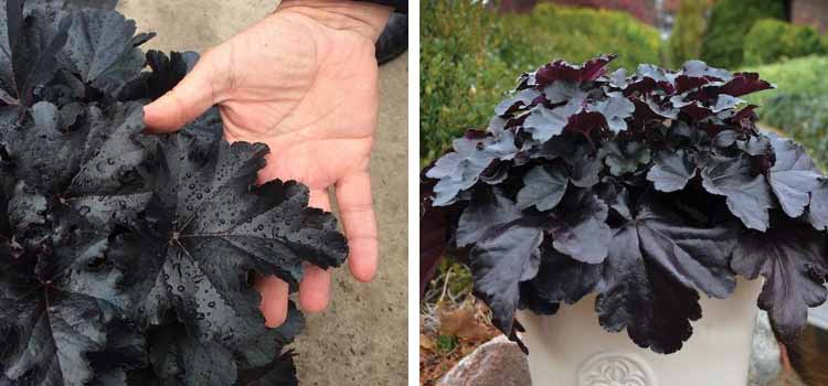 The Black Pearl Heuchera Novelty More Black Than Black!