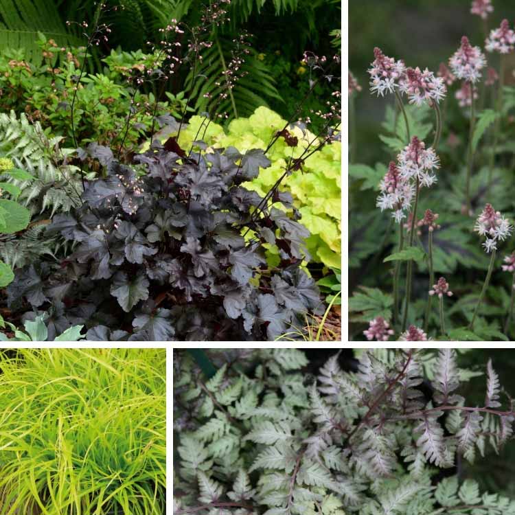 The Black Pearl Heuchera Novelty More Black Than Black!