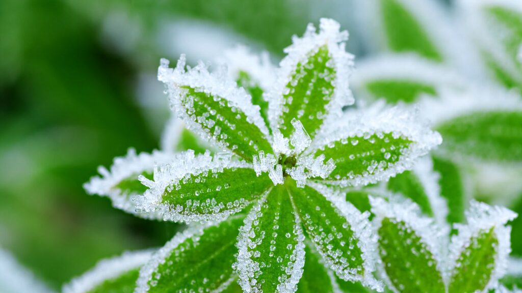 How To Treat Your Frozen Plants 