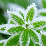 How To Treat Your Frozen Plants