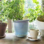 How to Save your Plants from Winter