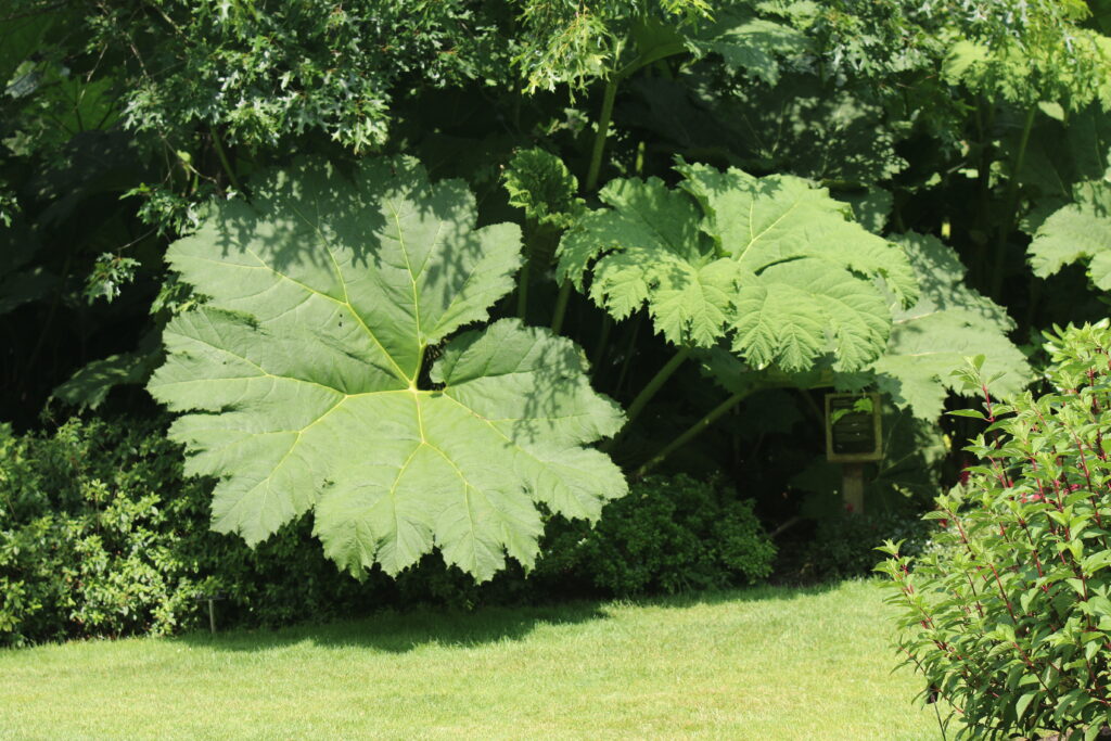 How to Protect a Gunnera in 4 steps