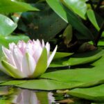 Garden Pond: Maintenance In Winter