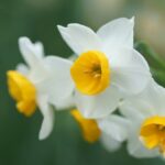 Top 15 Daffodils for Your Yard and Garden