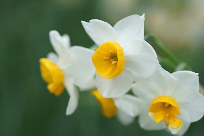 Top 15 Daffodils for Your Yard and Garden