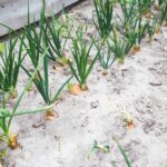 How To Improve Sandy Or Sandy Soil?