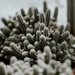 How To Protect Cactus In Winter?