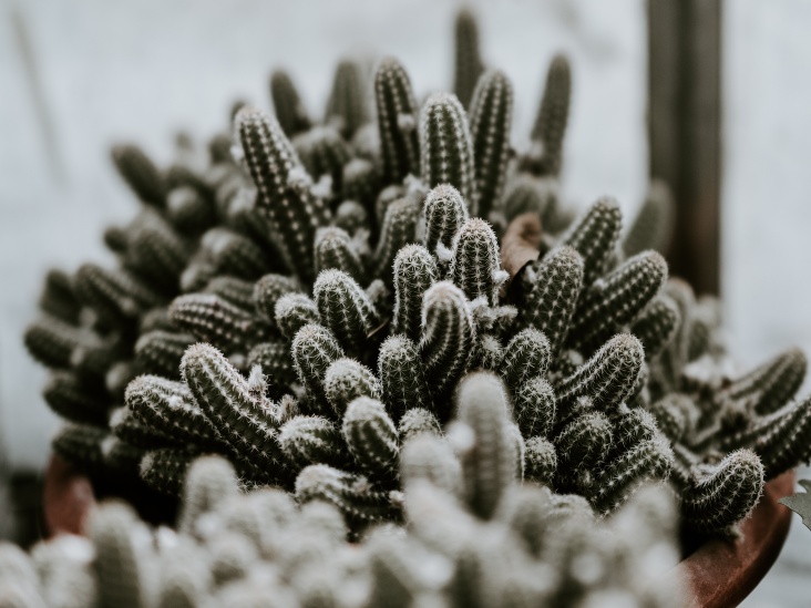 How To Protect Cactus In Winter?