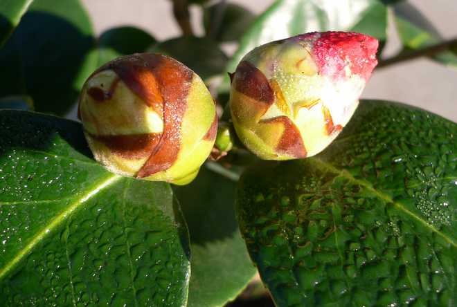 How To Protect a Potted Camellia in Winter?