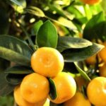 How to Grow and Care for a Calamondin Tree