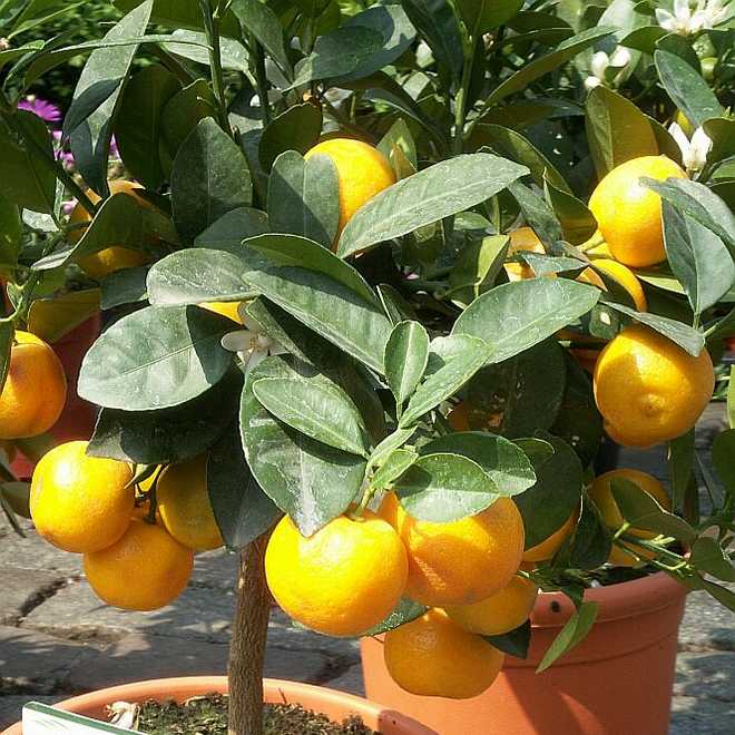 How to Grow and Care for a Calamondin Tree 