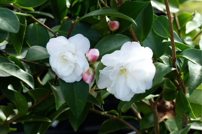 The 7 Best Varieties of Blooming Camellias