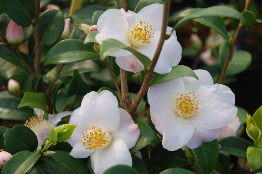 The 7 Best Varieties of Blooming Camellias