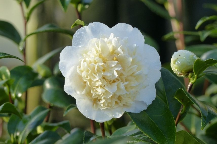 The 7 Best Varieties of Blooming Camellias