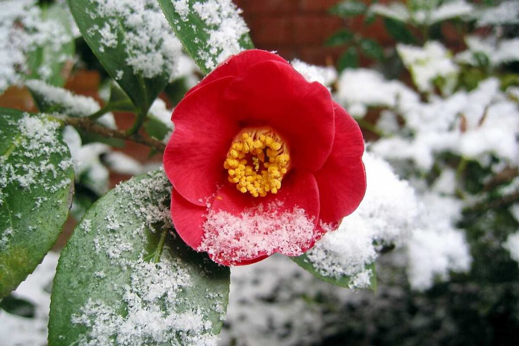 How To Protect a Potted Camellia in Winter?