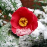 How To Protect a Potted Camellia in Winter?