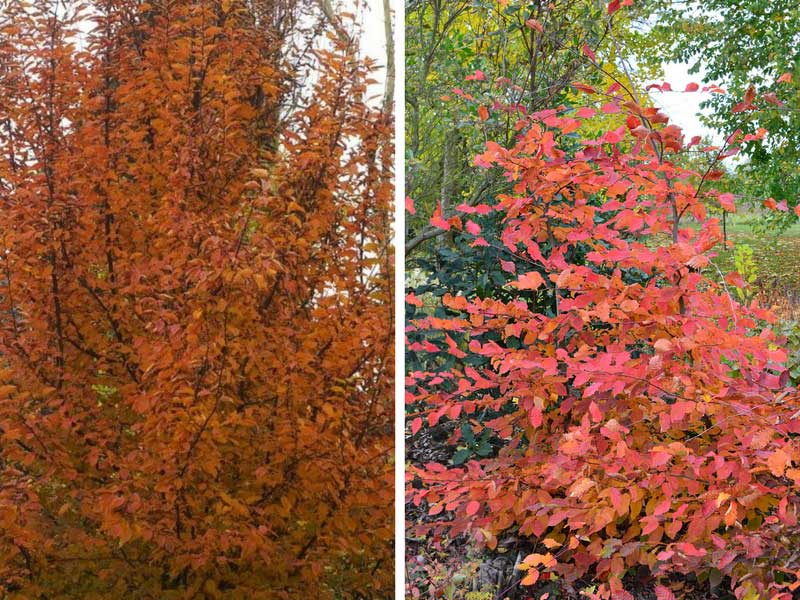 5 reasons to plant the Charme, an extraordinary tree!