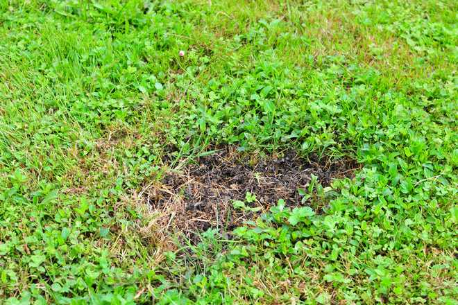 10 Lawn Diseases Explained