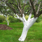 Winter treatment of fruit trees: white on the trunks