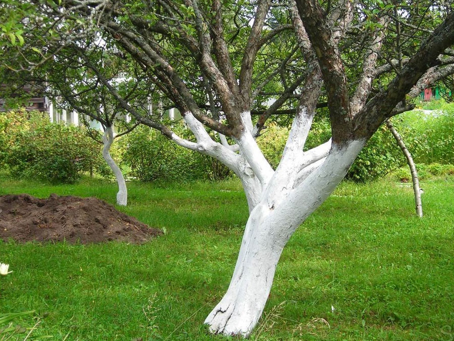 Winter treatment of fruit trees: white on the trunks