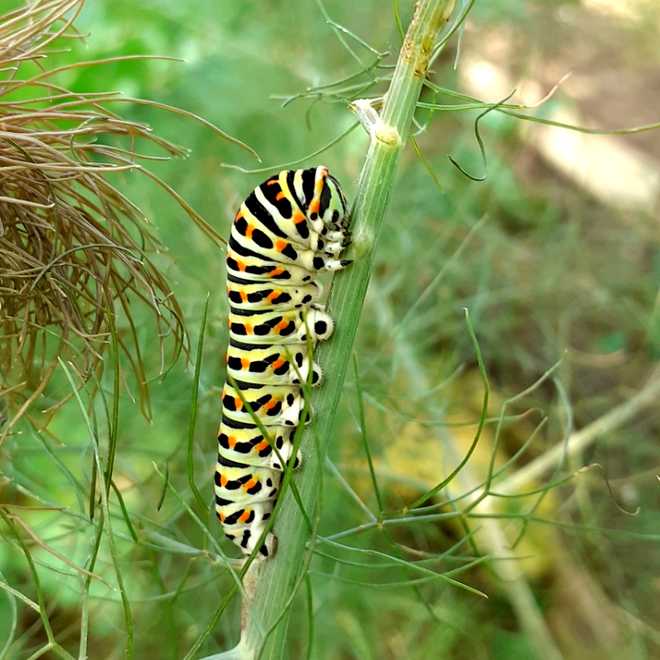 5 principles for creating a living garden