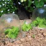 Vegetable Garden Bells: Beautiful and Effective Against The Cold