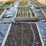 How To Use a Mulch in The Vegetable Garden in Winter?