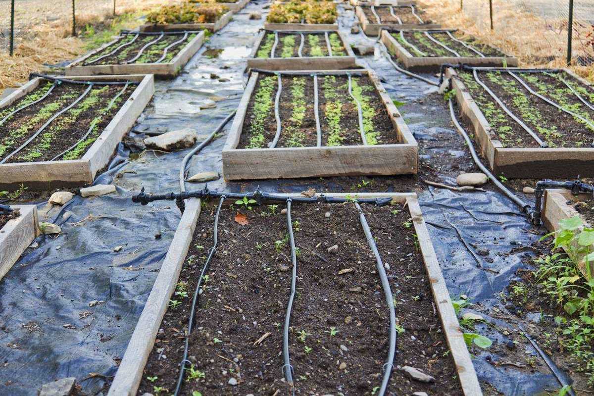 How To Use a Mulch in The Vegetable Garden in Winter?