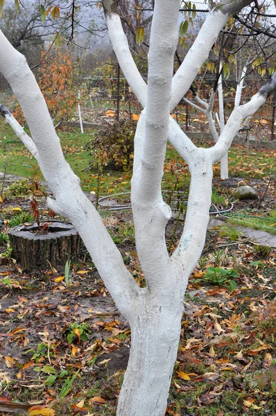 Winter treatment of fruit trees: white on the trunks