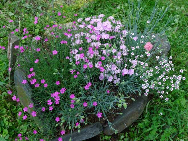 How to Grow and Care For Carnation(Dianthus Flowers) : Perfect For Poor and Dry Soil !