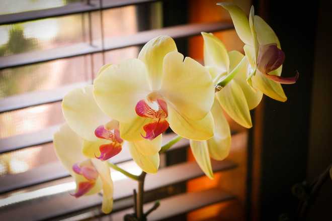 Maintenance Of The Phalaenopsis Orchid: Watering, Repotting, Fertilizer