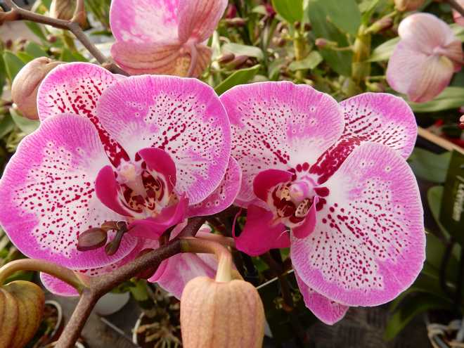 Maintenance Of The Phalaenopsis Orchid: Watering, Repotting, Fertilizer