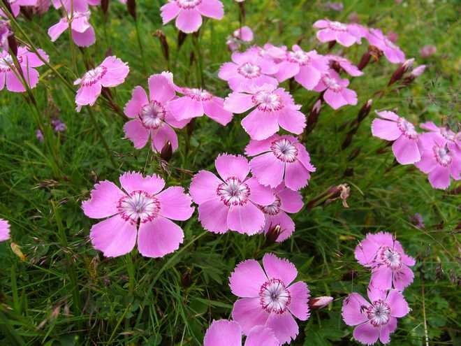 How to Grow and Care For Carnation(Dianthus Flowers) : Perfect For Poor and Dry Soil !