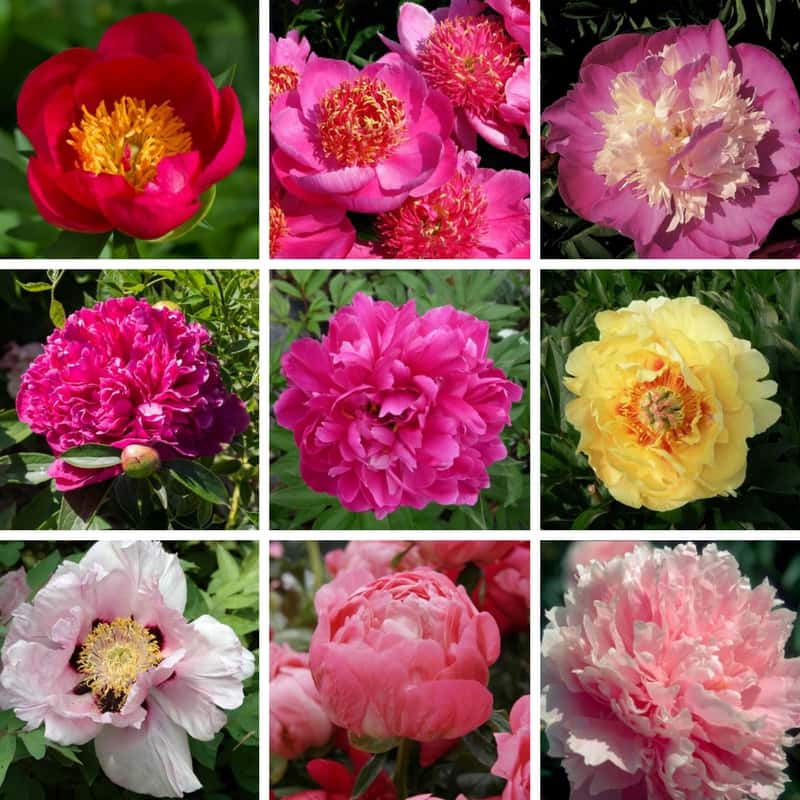 Tips and Information About Peonies to Help You Get The Best Results