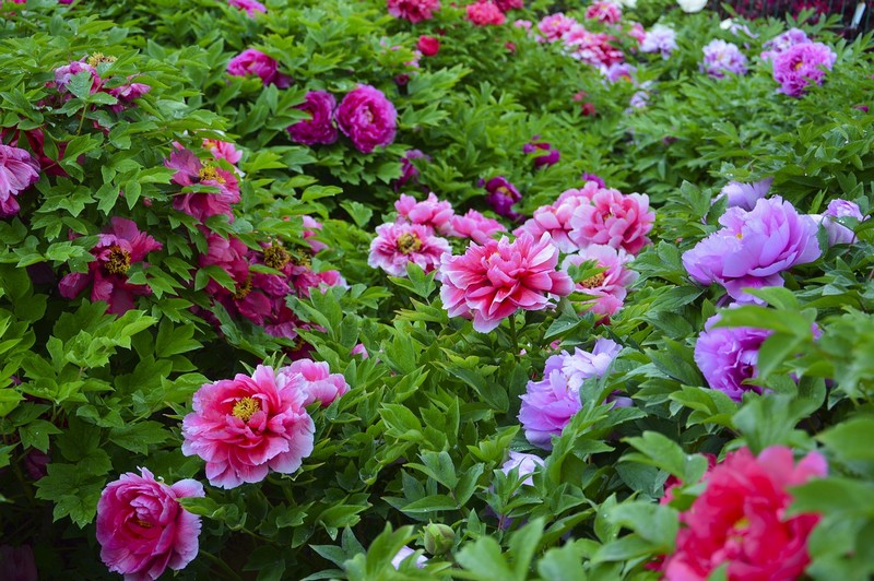 Tips and Information About Peonies to Help You Get The Best Results