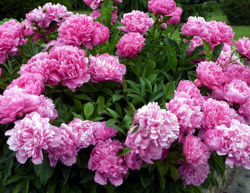 Tips and Information About Peonies to Help You Get The Best Results