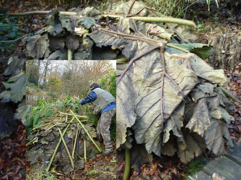 How to Protect a Gunnera in 4 steps