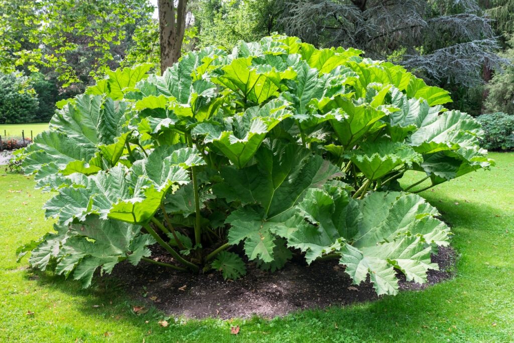 How to Protect a Gunnera in 4 steps