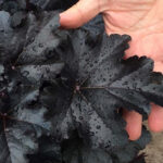 The Black Pearl Heuchera Novelty More Black Than Black!