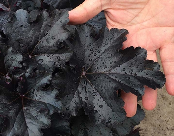 The Black Pearl Heuchera Novelty More Black Than Black!