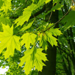 6 Amazing Types of Elegance Maple Trees