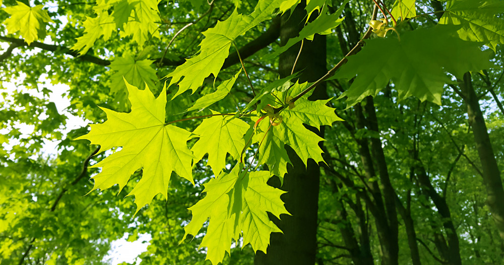 6 Amazing Types of Elegance Maple Trees