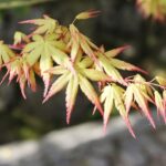 How to stop dry leaves on Japanese maple