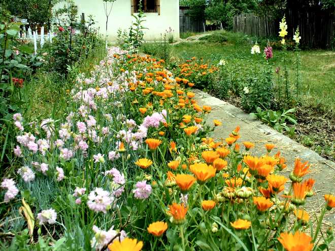 How to Grow and Care For Carnation(Dianthus Flowers) : Perfect For Poor and Dry Soil !