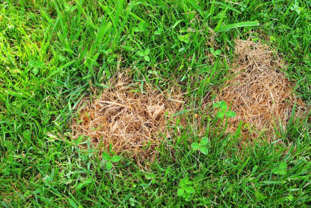 10 Lawn Diseases Explained