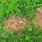 10 Lawn Diseases Explained