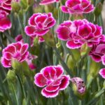 How to Grow and Care For Carnation(Dianthus Flowers) : Perfect For Poor and Dry Soil !