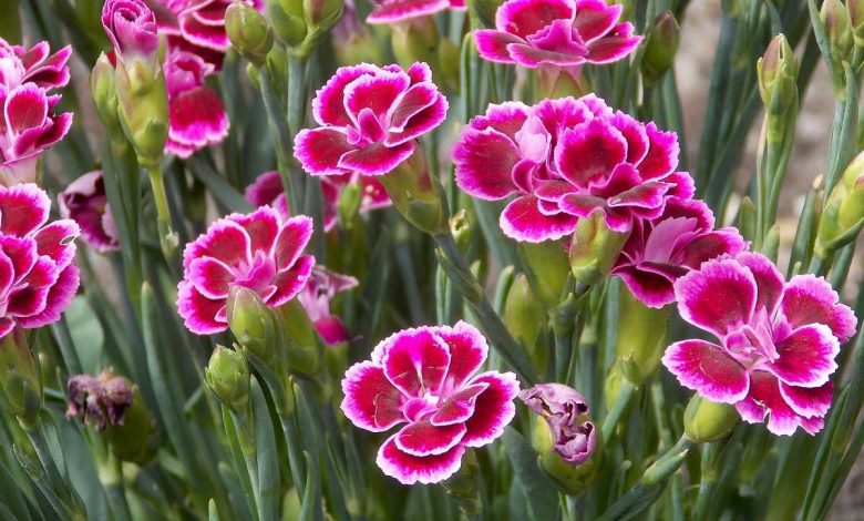 How to Grow and Care For Carnation(Dianthus Flowers) : Perfect For Poor and Dry Soil !