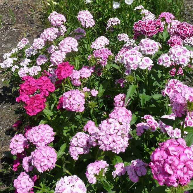 How to Grow and Care For Carnation(Dianthus Flowers) : Perfect For Poor and Dry Soil !